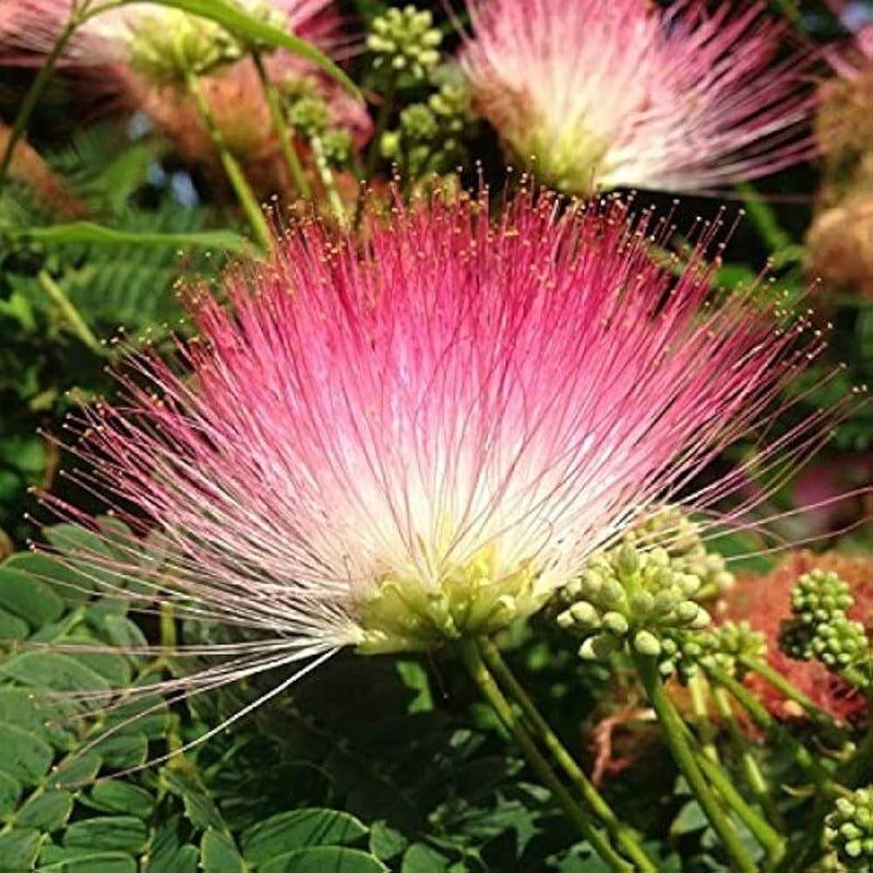 Samanea Saman Monkey Pod Blume Samen for Aussaat
