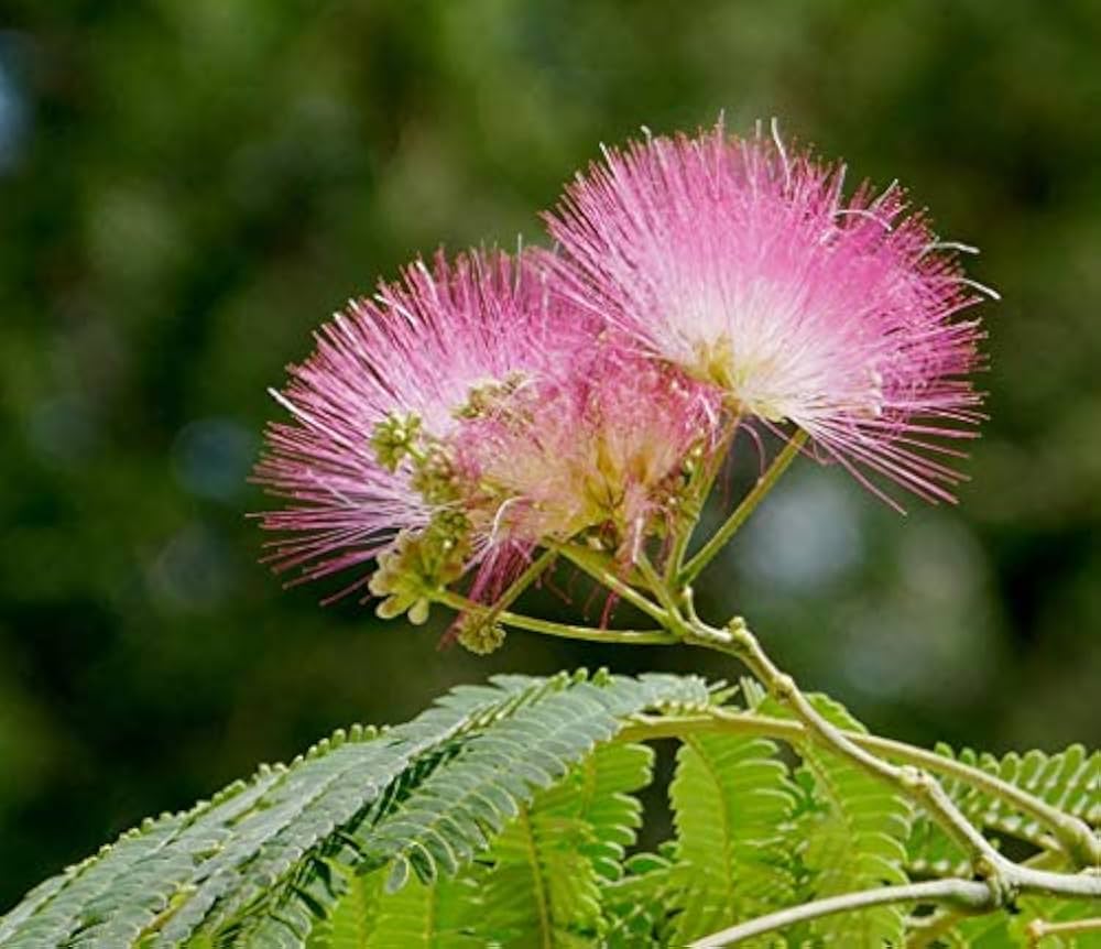 Pink puffball Blumen of Samanea Saman Tree