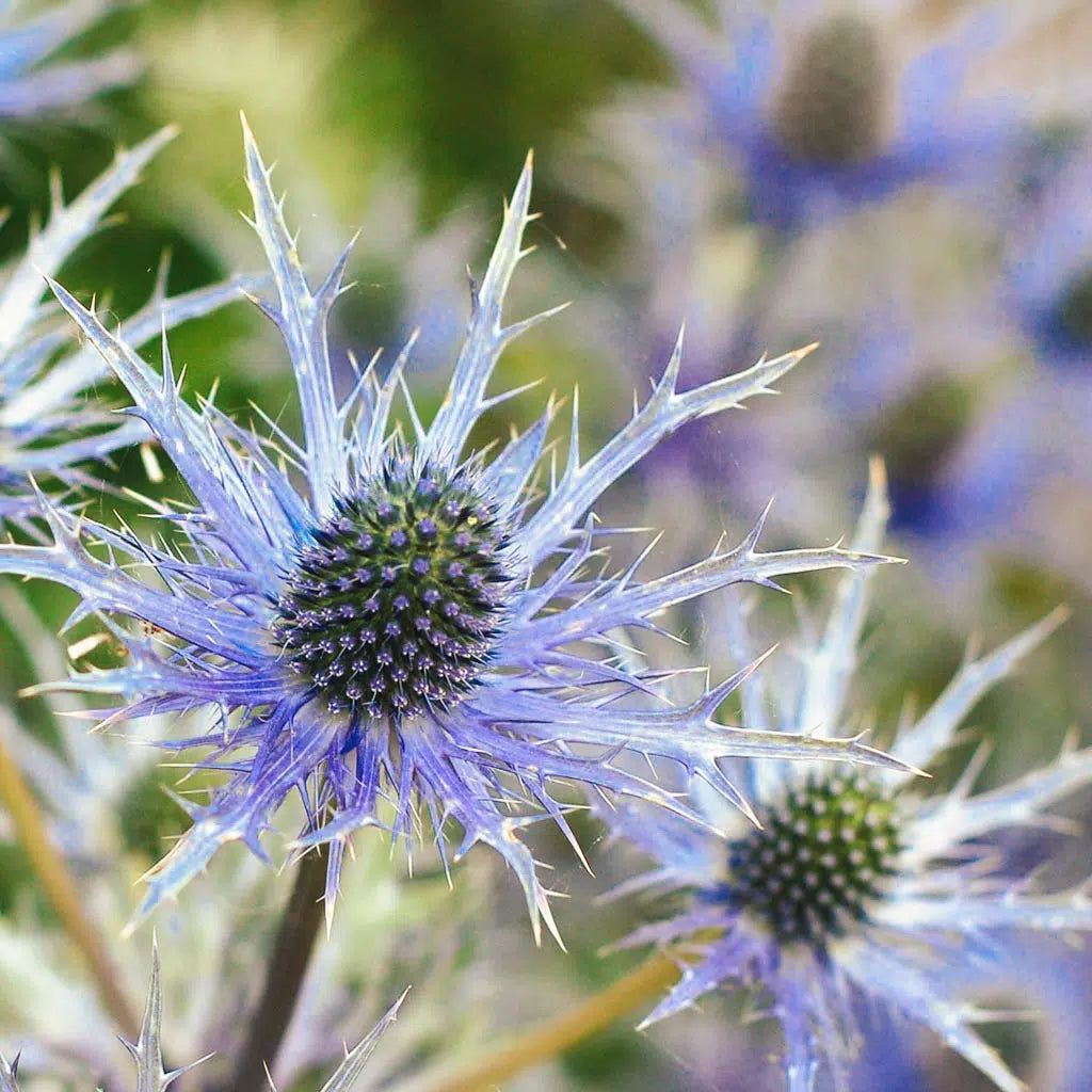 Edeldistel Blumensamen zur Aussaat farbenfroh Schau Traditionssorte & ohne Gentechnik Samen Hausgarten