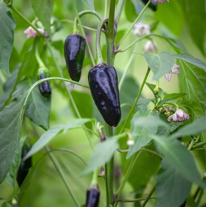Samen-schmecken pflanzen wachsend in home garten aus samen