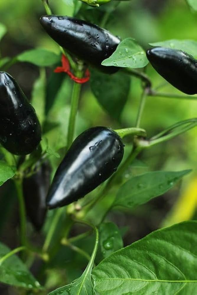 Samen-schmecken samen für home gemüse gardening