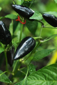 Samen-schmecken samen für home gemüse gardening