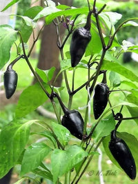 Vigorous samen-schmecken gemüse pflanzen gezogen aus samen