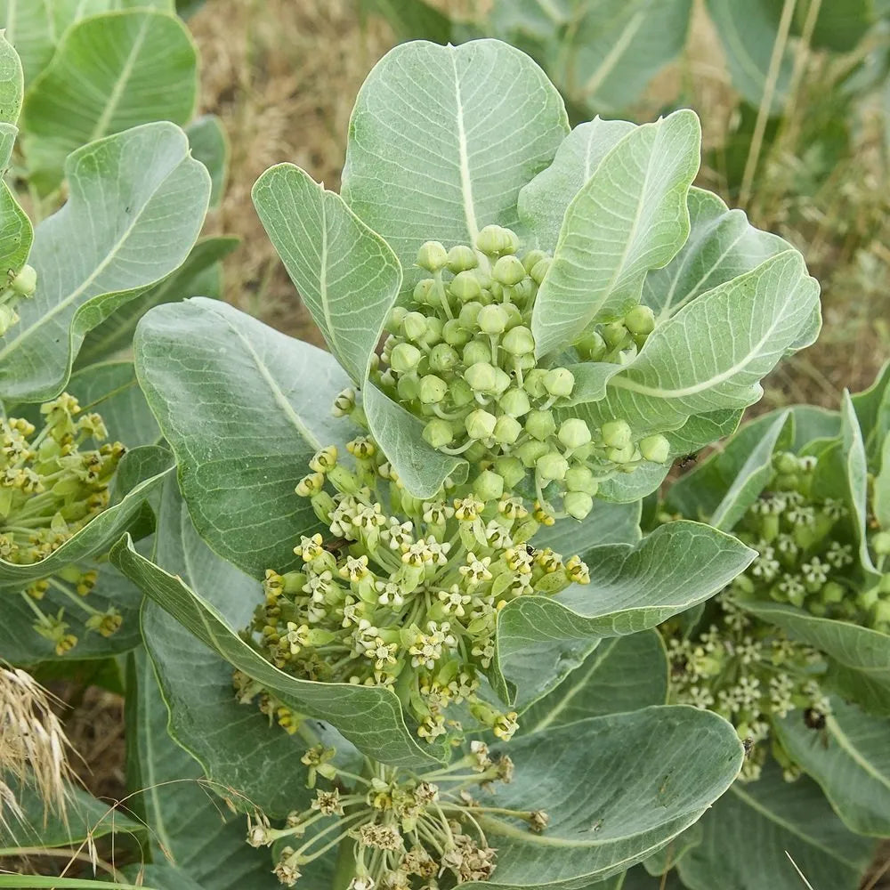 Sand milkweed wachsend in sandy soil