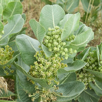 Sand milkweed wachsend in sandy soil