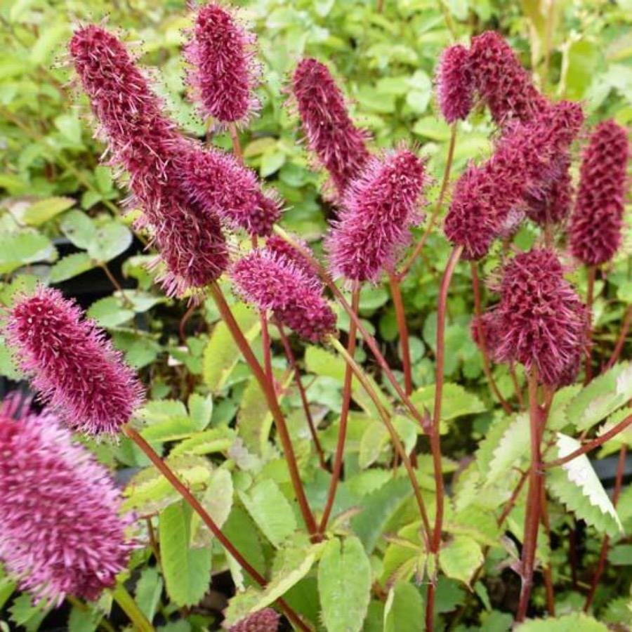 Menzies (menzies burnet) samen for anpflanzung in home garten