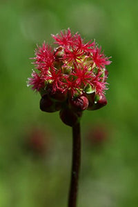 Sanguisorba minor essbar Kraut Anbau in full sun