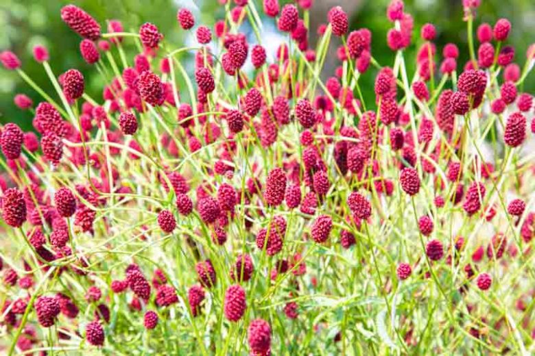 Sanguisorba Officinalis Blumensamen zur Aussaat sonnenliebend Traditionssorte & ohne Gentechnik Samen Hausgarten