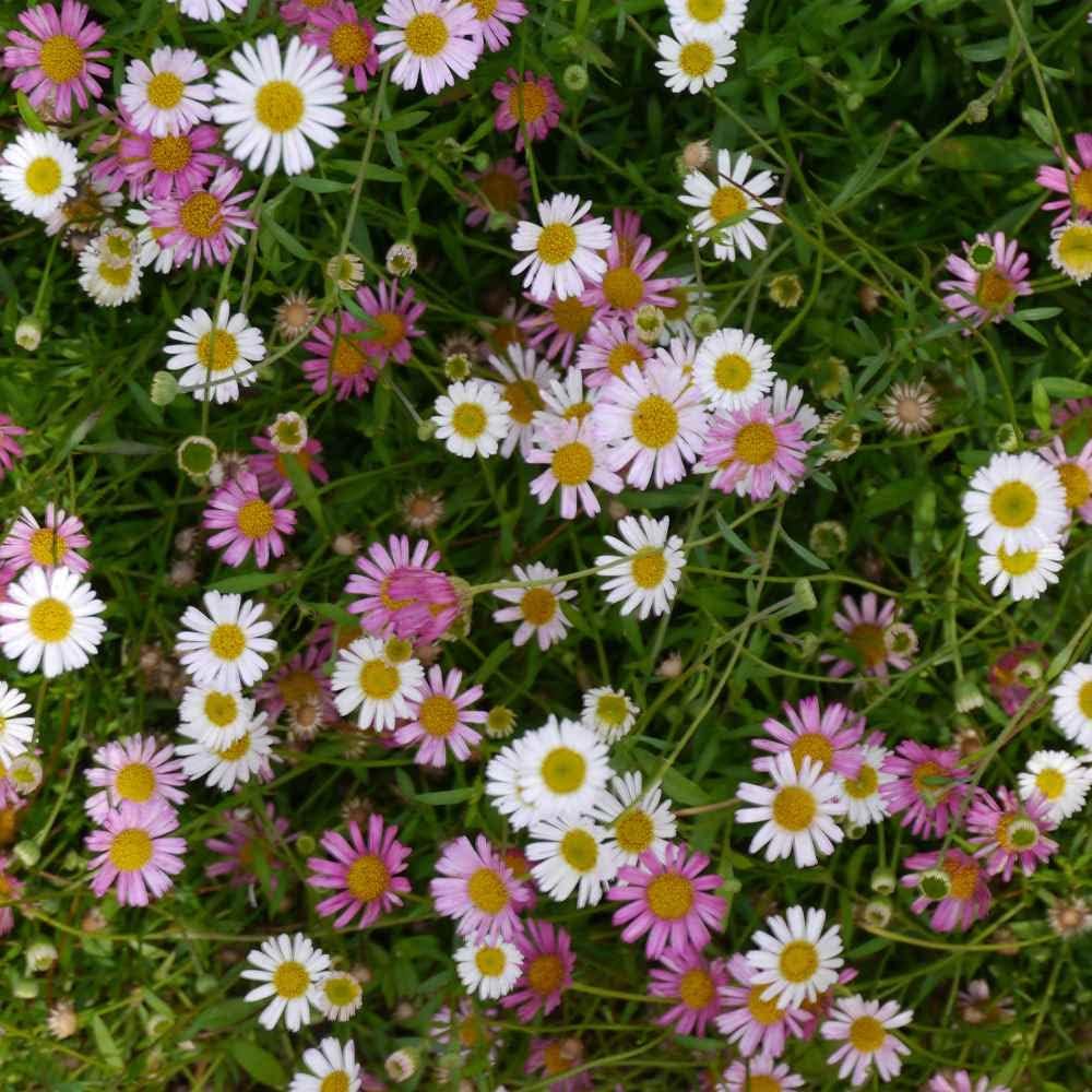 Santa barbara anpflanzung blume samen