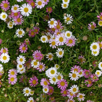 Santa barbara anpflanzung blume samen