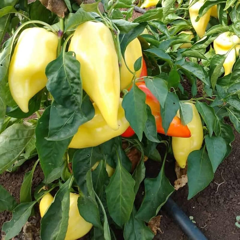 Mature santa fe grande pepper pflanze in gemüse patch