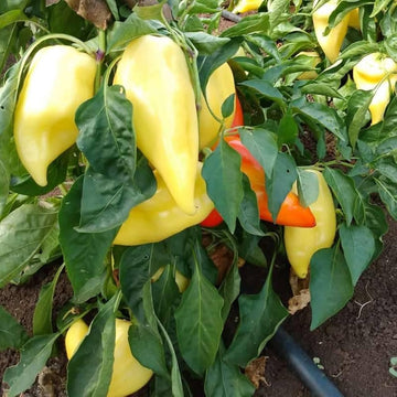 Mature santa fe grande pepper pflanze in gemüse patch