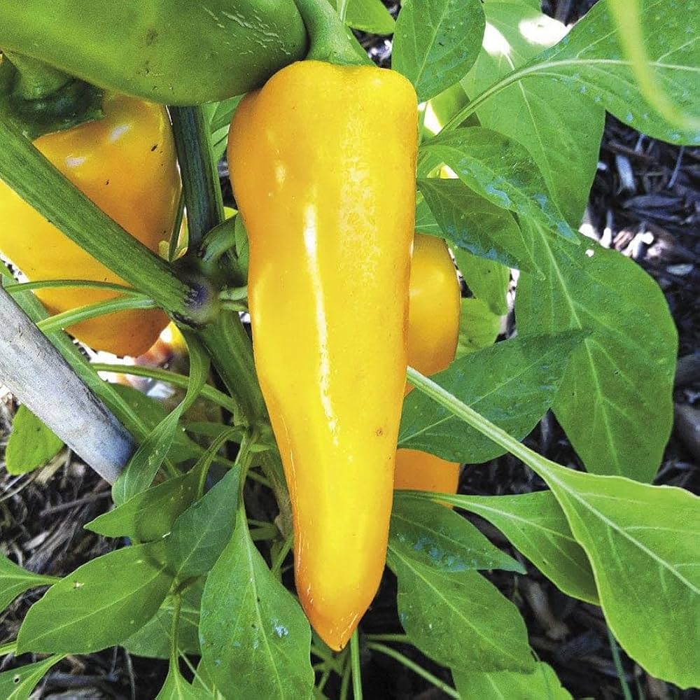 Healthy santa fe grande pepper seedlings ready für transplanting