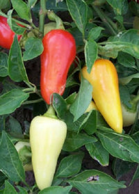 Santa fe grande pepper samen (capsicum annuum) für home gemüse garten aussaat