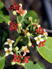 Santalum Album Blumensamen zur Aussaat pflegeleicht Traditionssorte & ohne Gentechnik Samen Hausgarten