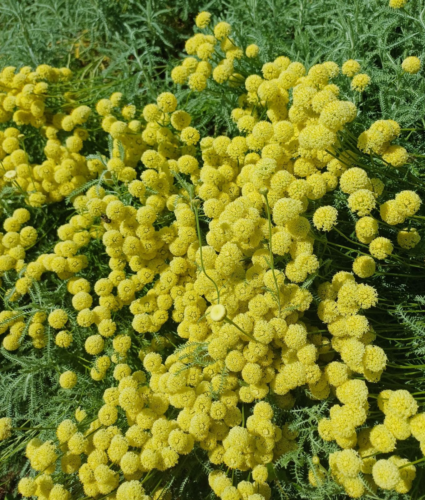Santolina Etrusca Blumensamen zur Aussaat lang Blüte Saison Traditionssorte & ohne Gentechnik Samen Hausgarten