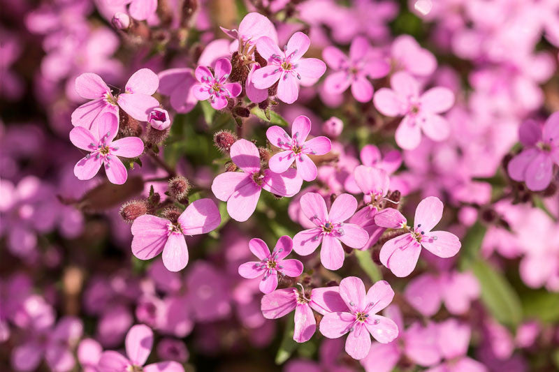 Saponaria Ocymoides Blumensamen zur Aussaat Garten beliebt Traditionssorte & ohne Gentechnik Samen Hausgarten
