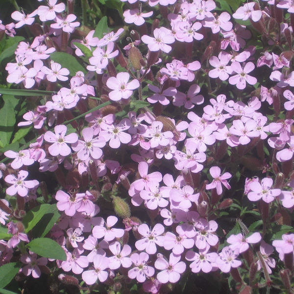 Violett Saponaria Blumensamen zur Aussaat – robust Sorte – Traditionssorte & ohne Gentechnik Samen Hausgarten