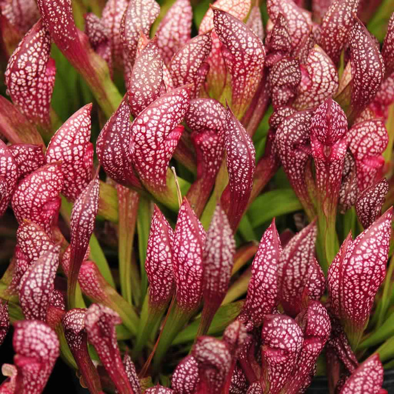 Scarlet (scarlet sarracenia) samen for anpflanzung in home garten