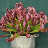 Scarlet Sarracenia Carnivorous Blumensamen zur Aussaat lang Blüte Saison Traditionssorte & ohne Gentechnik Samen Hausgarten