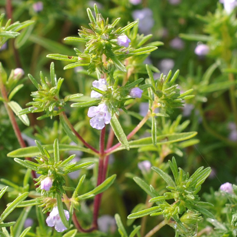 Satureja hortensis Summer Savory Anbau in containers
