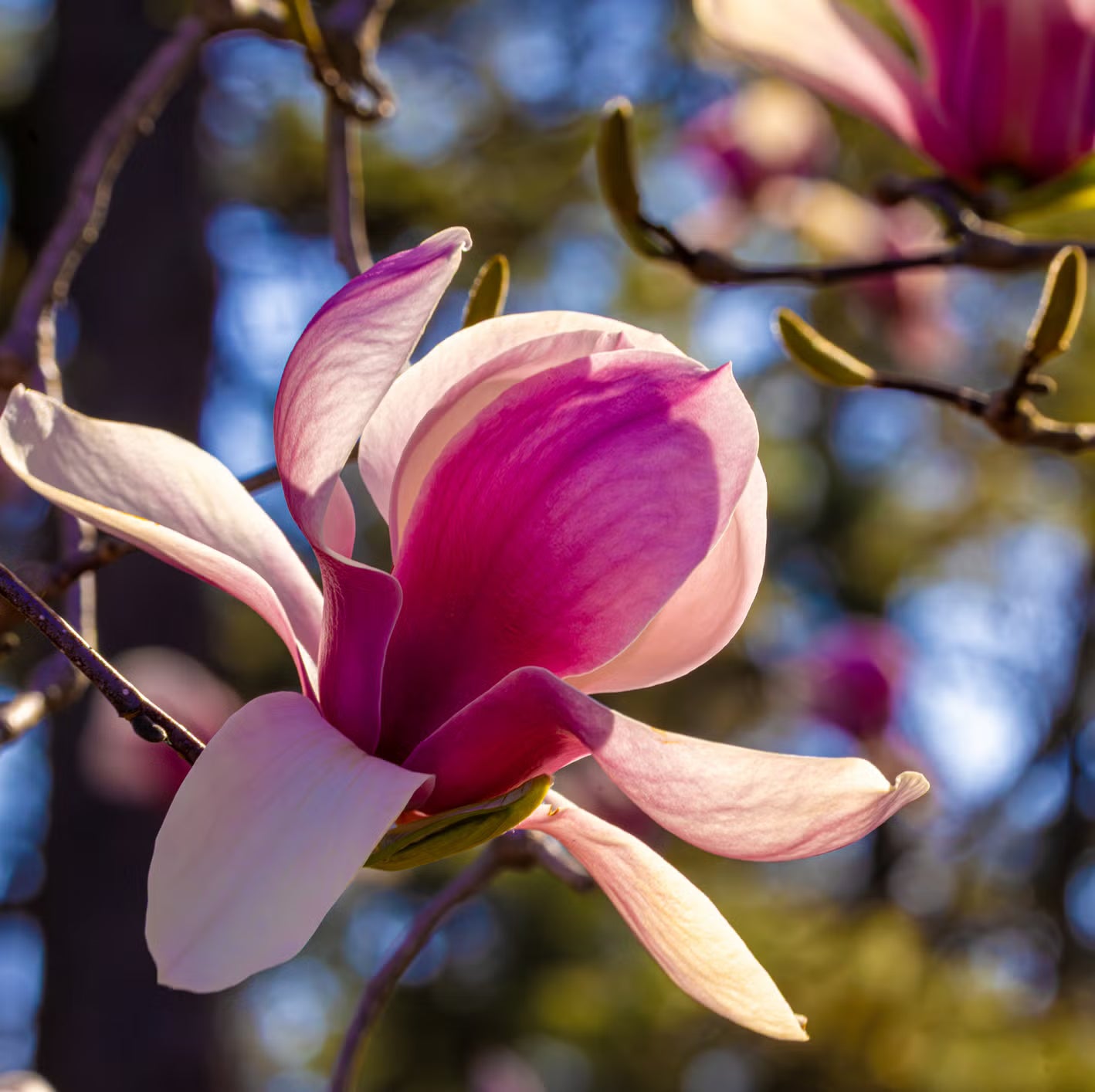 Magnolia Blume Samen zur Aussaat – Anzucht Blüten Garten