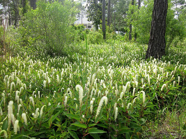 Lizard’s Tail (Saururus cernuus) Blumensamen – Traditionssorte ohne Gentechnik Sorte Hausgarten Aussaat