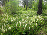 Lizard’s Tail (Saururus cernuus) Blumensamen – Traditionssorte ohne Gentechnik Sorte Hausgarten Aussaat