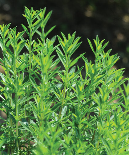 Winter Savory Pflanze with pink Blumen in bloom
