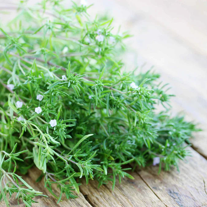 Young Savory Seedlings Anbau Indoors