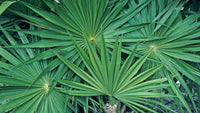 Saw Palmetto-Pläne Samen für einfaches Anpflanzen