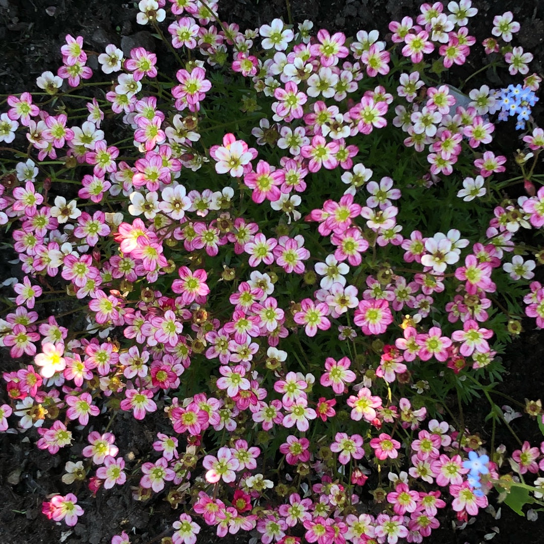 Saxifraga mossi samen - enhance your garten anpflanzung blume