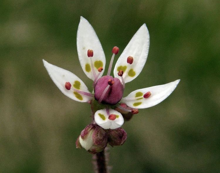 Saxifraga Stellaris Blumensamen zur Aussaat – saisonal Dauerblüher – Traditionssorte & ohne Gentechnik Samen Hausgarten