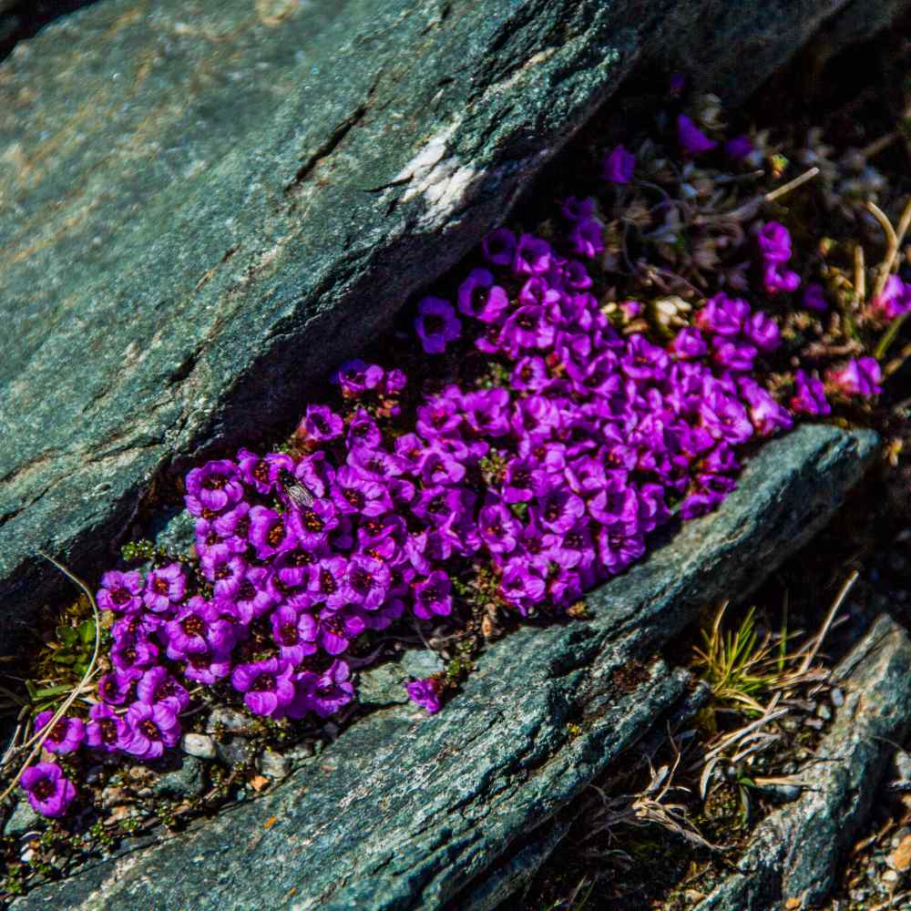 Lila Saxifraga Arendsii Blumensamen zur Aussaat – kompakt Wuchs – Traditionssorte & ohne Gentechnik Samen Hausgarten