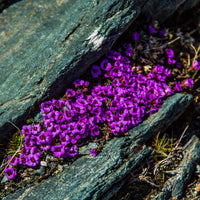 Lila Saxifraga Arendsii Blumensamen zur Aussaat – kompakt Wuchs – Traditionssorte & ohne Gentechnik Samen Hausgarten