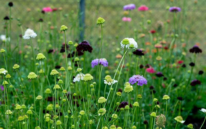 Traditionssorte Scabiosa Blumensamen zur Aussaat leuchtend Blüten Traditionssorte & ohne Gentechnik Samen Hausgarten