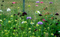 Traditionssorte Scabiosa Blumensamen zur Aussaat leuchtend Blüten Traditionssorte & ohne Gentechnik Samen Hausgarten