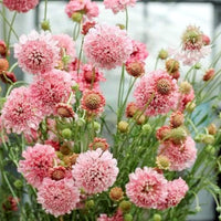 Rosa Scabiosa Salmon Blumensamen zur Aussaat sonnenliebend Traditionssorte & ohne Gentechnik Samen Hausgarten