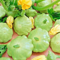 Scallop summer squash pflanze gezogen aus samen