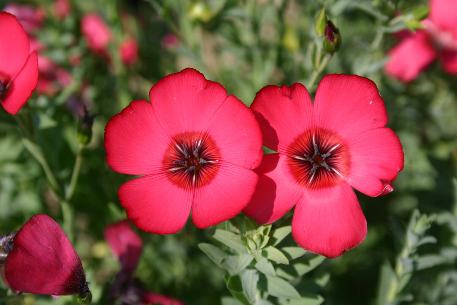Scarlet Flax Blume Samen for Garten beds