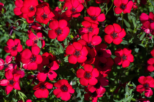 Scarlet Flax Samen producing red wildflowers
