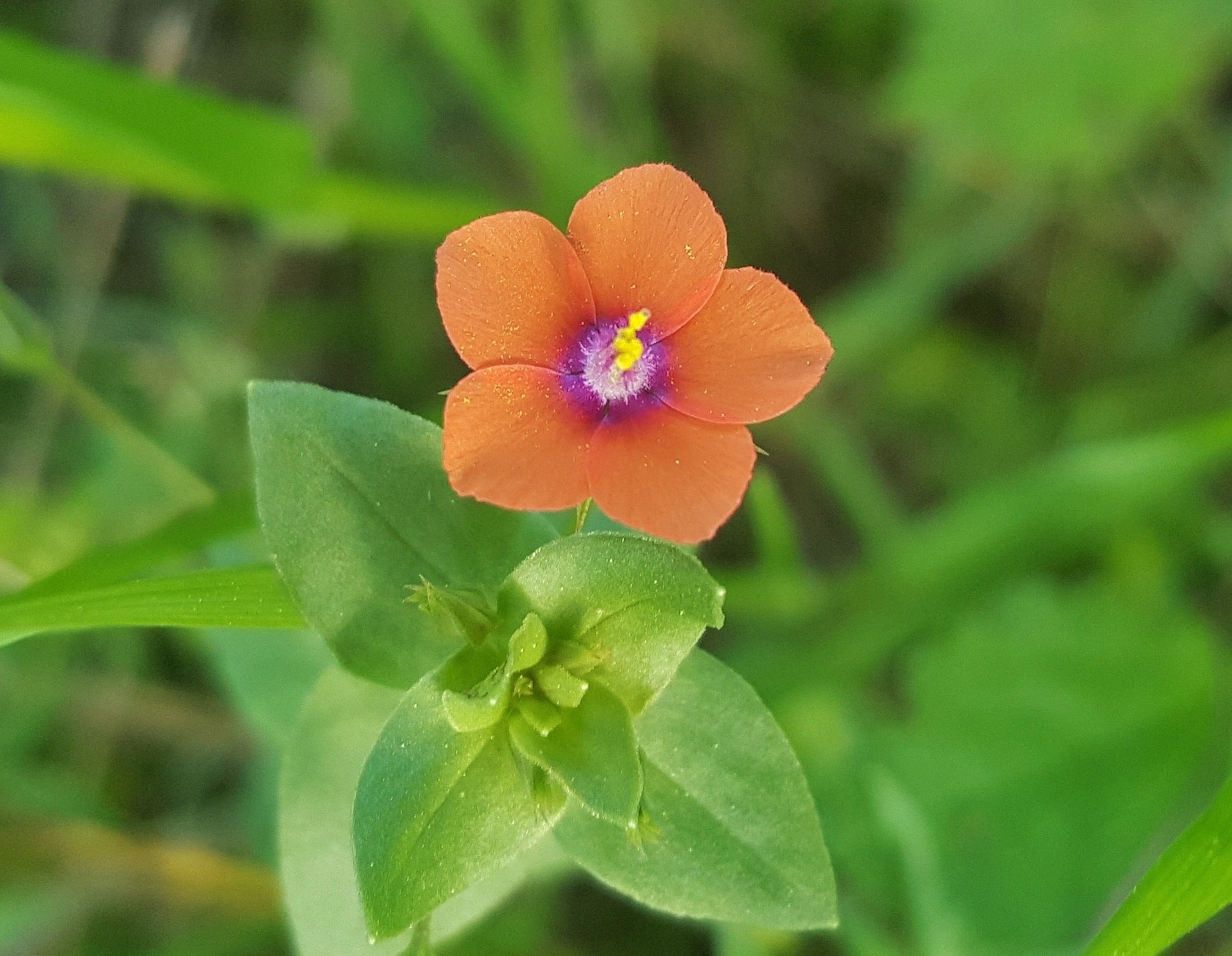 Pimpernel Anagallis Blumensamen zur Aussaat Landhaus Garten wichtig Traditionssorte & ohne Gentechnik Samen Hausgarten