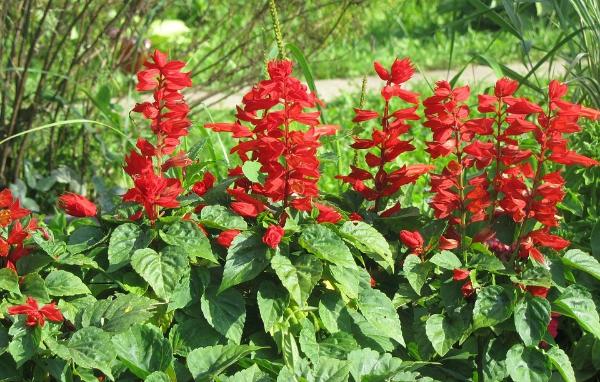 Scarlet Sage Pflanzen grown from Samen with brilliant red blooms