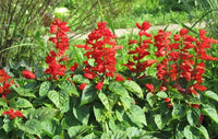 Scarlet Sage Pflanzen grown from Samen with brilliant red blooms