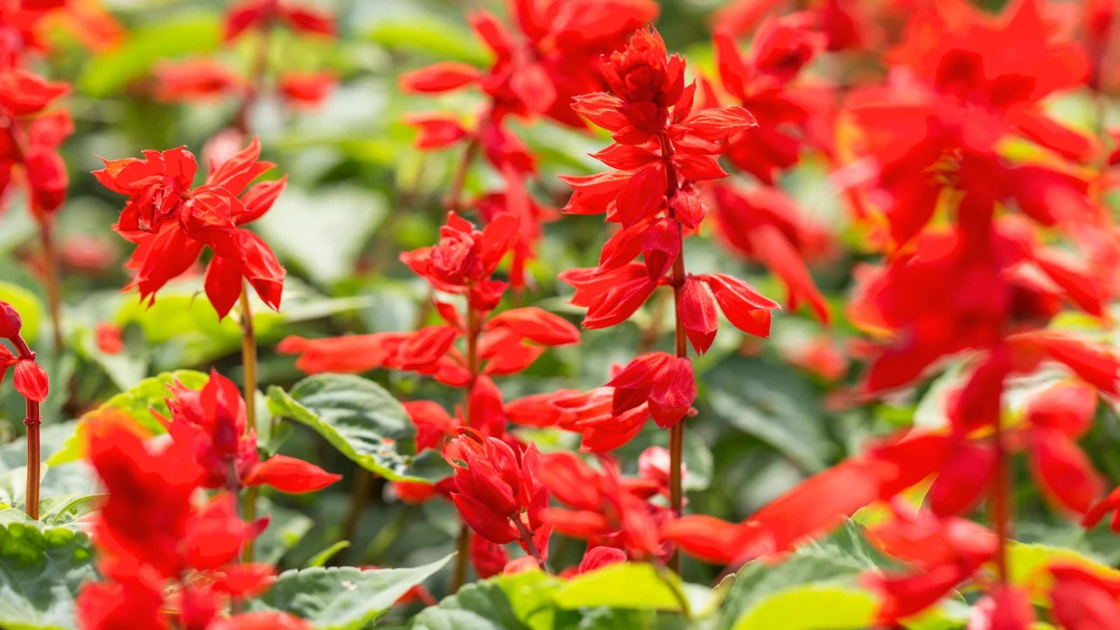 tief Rot Scarlet Sage Blumensamen – Blumensamen zur Aussaat – kompakt Wuchs – Traditionssorte & ohne Gentechnik Samen Hausgarten