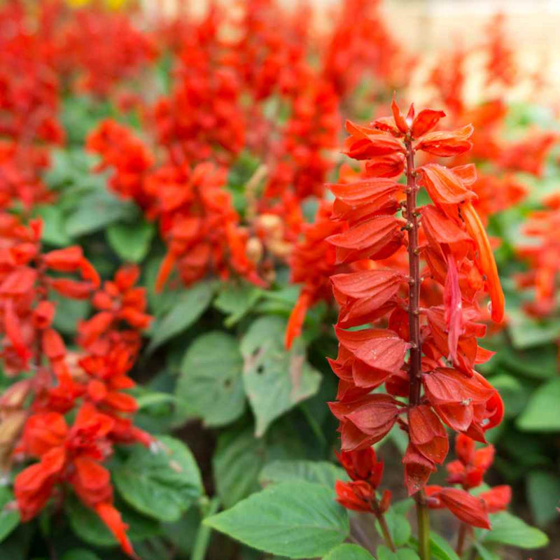 tief Rot Scarlet Sage Blumensamen – Blumensamen zur Aussaat – kompakt Wuchs – Traditionssorte & ohne Gentechnik Samen Hausgarten