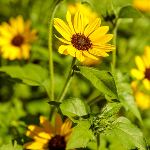 riesig Gelb Sonnenblume Samen zur Aussaat