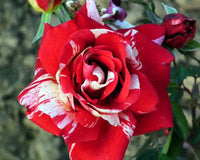Rot & hell Rosa Rose Samen zur Aussaat – Traditionssorte ohne Gentechnik Blumen Hausgarten