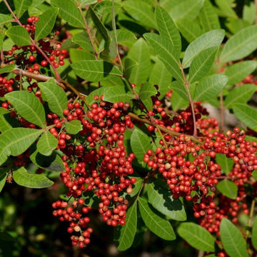 kaufen mixed terebinthifolius pflanzung samen Stück, 100 Stück
