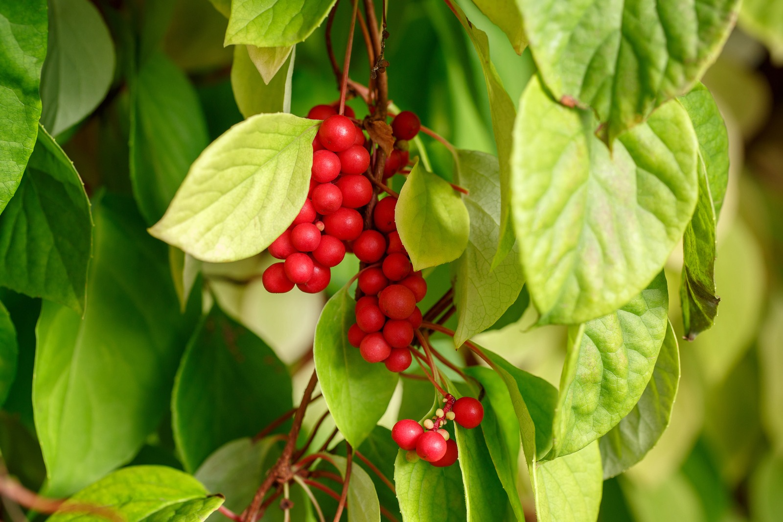 Schisandra Blumensamen zur Aussaat Drought verträglich Traditionssorte & ohne Gentechnik Samen Hausgarten